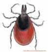 lyme disease picture tick