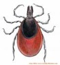 lyme_disease_tick